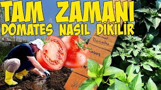 YAZLIK FİDELER NASIL DİKİLİR  UZMANINDAN   ŞU AN DOMATES DİKMENİN TAM ZAMANI  GEÇ KALMAYIN [upl. by Sseb]