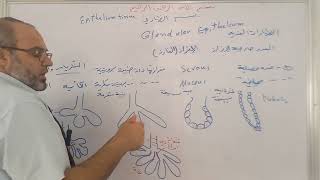 الظهارات الغدية Glandular Epithelium 2 [upl. by Sirenay]