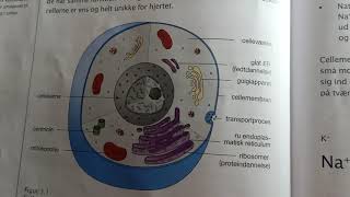 Cellens opbygning โครงสร้างเซลล์ [upl. by Ahsiken]