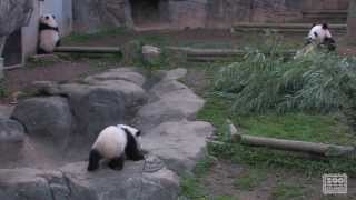 The Giant Panda Cubs First Day Outside [upl. by Ihsakat]