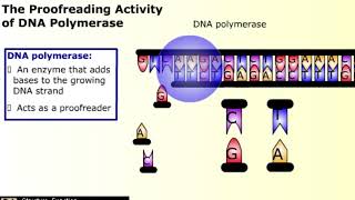 Causes of Mutation [upl. by Dorelle554]