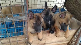 2 Months Old Belgian Malinois Puppies puppy belgianmalinois [upl. by Goff]