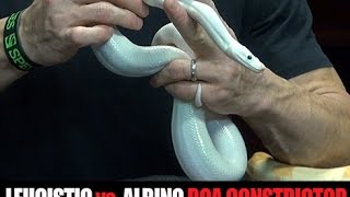 Leucistic vs Albino Boa Constrictor [upl. by Sender295]