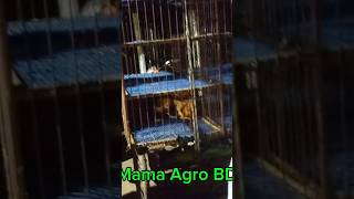 সোনালী মুরগ বিক্রি farm chicken MamaAgroBD [upl. by Atiseret]