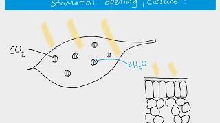 A2 biology  stomatal opening [upl. by Lewanna]