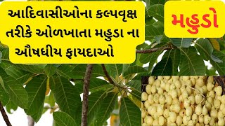 મહુડાનુ વૃક્ષ ખુબ જ ગુણકારી જાણો તેના ફાયદા  Madhuca indica [upl. by Thenna]