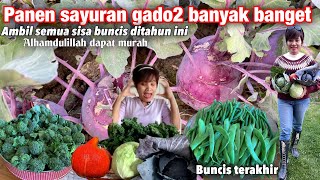 PANEN SEMUA SAYUR BUNCIS LANJUT KOL BULAT BROKOLINI KUBIS UNGU SAYUR KRITING DAPAT HARGA MURAH [upl. by Mccall]