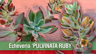 Echeveria Pulvinata Ruby  Suculentas de Coleccion [upl. by Nedle281]