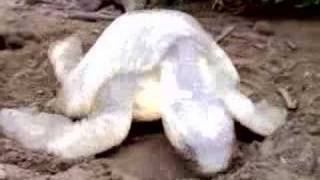 Olive Ridley turtle nesting in Ostional beach  daylight [upl. by Bergmann803]