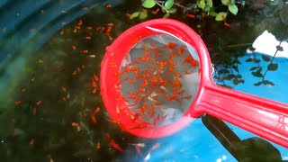 moina feeding platy fish babies [upl. by Frech]