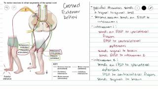 Crossed Extensor Reflex [upl. by Patrice]