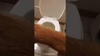 Dog peeing on toilet [upl. by Floeter]