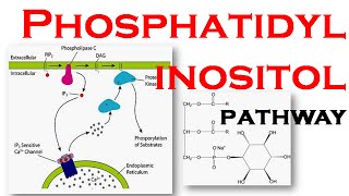 Phosphatidylinositol pathway [upl. by Loziram]