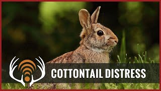 Cottontail Rabbit Distress  Predator Hunting Call [upl. by Leonanie351]