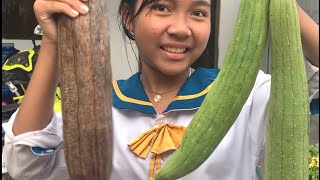 Harvesting loofah at home and at school [upl. by Aivul]