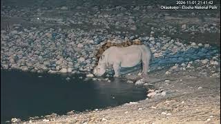 White Rhinoceros  ceratotherium simum [upl. by Bob]