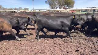 Mulgoa Steers 2022 [upl. by Anyal]