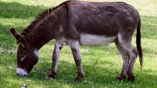 Donkey meat  Wikipedia audio article [upl. by Iroj785]