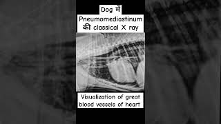 X ray of Dogpneumomediastinum in dogthoracic radiographdrrbk [upl. by Pippo]