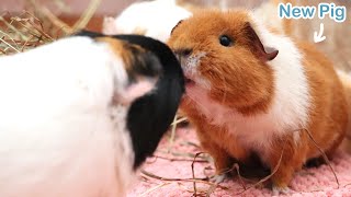 New Guinea Pig Introduction [upl. by Michaeu]