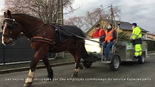 VIDÉO À Thouars les vieux sapins se collectent à cheval [upl. by Latsyrhc]