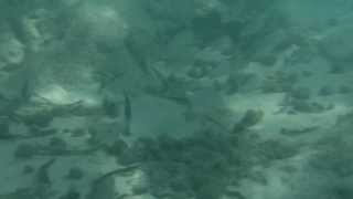 Barracuda attack at Varadero beach [upl. by Amory826]