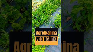 Uprawa Ogórków na Agrotkaninie [upl. by Aneeram]