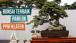 Pameran dan Kontes Bonsai Lokal Ranting Barat PPBI Cabang Klaten 19  27 Mei 2024 [upl. by Acnoib]