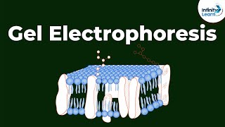 What is Gel Electrophoresis  Dont Memorise [upl. by Couq]