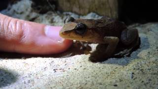 Coquí Común Eleutherodactylus coqui [upl. by Loleta]