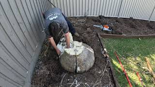 HOW TO EASILY DIG OUT A YUCCA PLANT Yucca Aloifolia variety [upl. by Ricarda683]