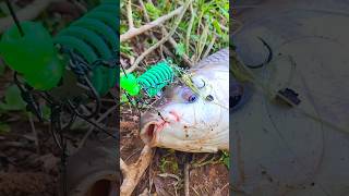 Best Fishing Equipment  Spider Thoondil shorts shortsfeed fishingvideos carpfishing fish [upl. by Nayra]