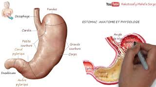 ESTOMAC  ANATOMIE ET PHYSIOLOGIE DIGESTION [upl. by Cathey]