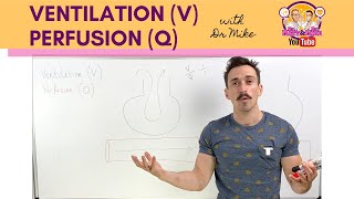 Ventilation V Perfusion Q Coupling [upl. by Ahsilet]