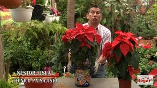 Como trasplantar la poinsettia o flor navideña  Hogar Tv por Juan Gonzalo Angel [upl. by Hanselka]