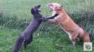 Serafina fox and Dixiedo fox fight over a cow 🦊🐄🦊 [upl. by Leinod]