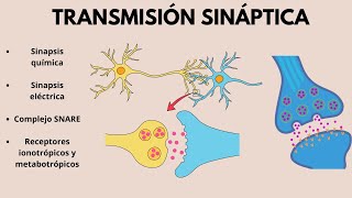 Fisiología de la SINAPSIS Transmisión sináptica  EXPLICACIÓN SENCILLA [upl. by Flanigan]