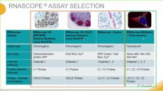 Introduction to the RNAscope® Assay [upl. by Ydnam]