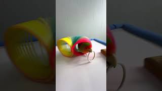 Bird Training  Smart lovebird Parrot  Smart Little Cute Parrot training smartparrot cute [upl. by Mickey]