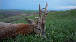 Bukkejagt i Rumænien kæmpe bukke  Spring Roebucks Romania Part 1 [upl. by Yaluz]