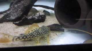 L014 Scobinancistrus Aureatus Sunshine Pleco Goldie Exploring [upl. by Aborn198]