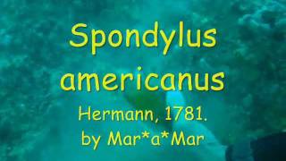 Spondylusamericanus04wmv [upl. by Frodine]