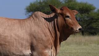 LOT 56  HA 2170  Mumbi with hiefer calf HA2427 [upl. by Pacian]