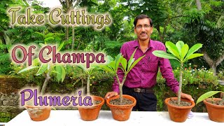 How to grow Cuttings of Champa Plumeria easily [upl. by Aicil990]