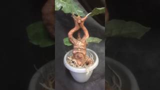 Screaming Mandrake Rootling [upl. by Barvick]