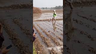 land farming farming landlife wheatfarm viralvideo foryou [upl. by Vick]