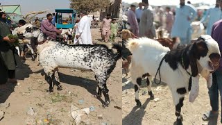 Korangi bakra Mandi Karachi korangi goats market Karachi updates 2020 [upl. by Maloy]