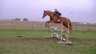 Free Riding  Horse jumping 120 cm  Goro amp Chiara [upl. by Iddet]