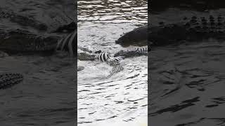 Hippo running into pool of crocodiles feeding on a dead zebra crocodiles zebra hippo nilpferd [upl. by Reivaxe]