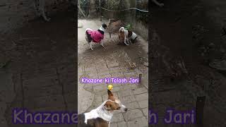 Khazane ki talash jari dog funny animals doglovers [upl. by Edals]